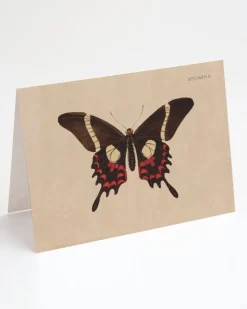 Cognitive Surplus Butterfly Greeting Card - Entomology Stationery | * Greeting Cards | Entomology