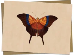 Cognitive Surplus Butterfly Greeting Card - Insect Print | * Greeting Cards | Entomology