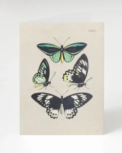 Cognitive Surplus Butterfly Illustration Card - Insect Print | * Greeting Cards | Biology