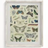 Cognitive Surplus Butterfly Museum Print | Biology Art* Wall Art | Entomology