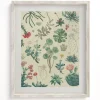 Cognitive Surplus Cactus Museum Print | Botany Print* Wall Art | Botany
