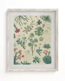Cognitive Surplus Cactus Museum Print | Botany Print* Wall Art | Botany