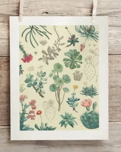 Cognitive Surplus Cactus Museum Print | Botany Print* Wall Art | Botany