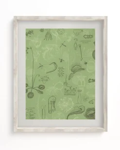Cognitive Surplus Carnivorous Plants Scientific Illustration Museum Print* Wall Art | Botany