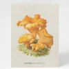 Cognitive Surplus Chanterelle Mushroom Card - Science Stationery | * Greeting Cards | Kitchen Science