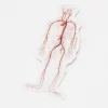 Cognitive Surplus Circulatory System Sticker* Stickers | Medicine