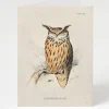 Cognitive Surplus Eagle-Owl Bird Card - Science Stationery | * Greeting Cards | Ornithology
