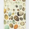 Cognitive Surplus Eggs Softcover Notebook | Botanical Print Journal* The Experiment | Veterinary Science