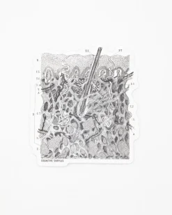 Cognitive Surplus Epidermis Sticker* Stickers | Medicine