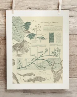 Cognitive Surplus Evolution Museum Print | Biology Gift* Wall Art | Ornithology