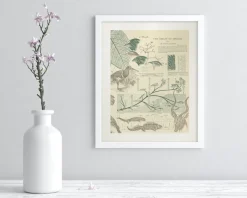 Cognitive Surplus Evolution Museum Print | Biology Gift* Wall Art | Ornithology