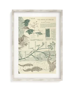 Cognitive Surplus Evolution Museum Print | Biology Gift* Wall Art | Ornithology