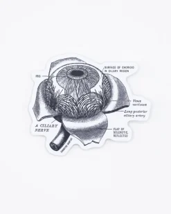 Cognitive Surplus Eye Anatomy Sticker* Stickers | Medicine