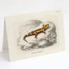 Cognitive Surplus Fire Salamander Herpetology Card - Sceince Greeting Card | * Greeting Cards | Biology