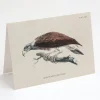 Cognitive Surplus Fish Eagle Bird Card - Ornithology Stationery | * Greeting Cards | Ornithology