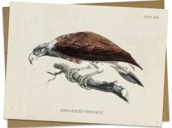Cognitive Surplus Fish Eagle Bird Card - Ornithology Stationery | * Greeting Cards | Ornithology
