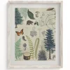 Cognitive Surplus Forest Plate 2 Museum Print | Botany Print* Wall Art | Botany