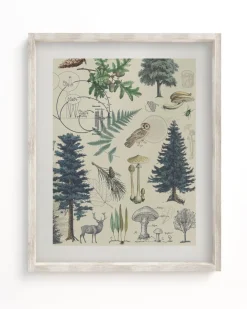 Cognitive Surplus Forest Plate 3 Museum Print | Botany Print* Wall Art | Botany