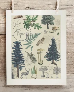 Cognitive Surplus Forest Plate 3 Museum Print | Botany Print* Wall Art | Botany
