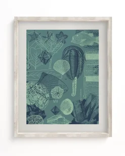 Cognitive Surplus Fossils Museum Print | Marine Biology Art* Wall Art | Paleontology