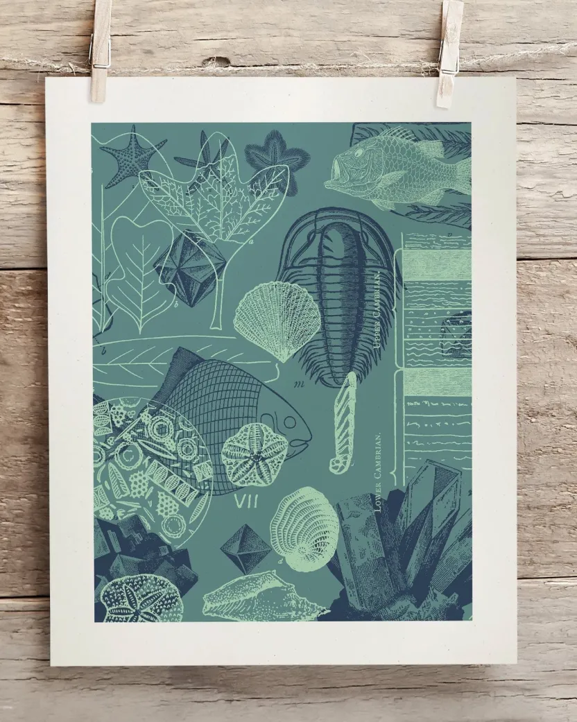 Cognitive Surplus Fossils Museum Print | Marine Biology Art* Wall Art | Paleontology