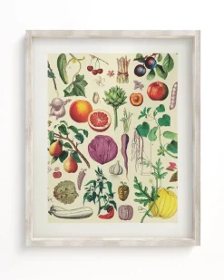 Cognitive Surplus Fruit & Vegetables Scientific Illustration Museum Print* Wall Art | Kitchen Science