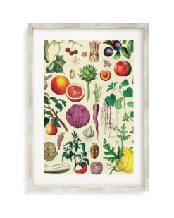 Cognitive Surplus Fruit & Vegetables Scientific Illustration Museum Print* Wall Art | Kitchen Science