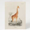 Cognitive Surplus Giraffe Greeting Card - Science Stationery | * Greeting Cards | Biology