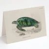 Cognitive Surplus Green Sea Turtle Greeting Card - Biology Gifts | * Greeting Cards | Marine Biology