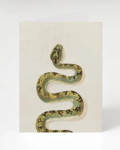 Cognitive Surplus Green Snake Greeting Card - Biology Stationery | * Greeting Cards | Biology