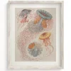 Cognitive Surplus Haeckel Jellyfish Scientific Illustration Museum Print* Wall Art | Marine Biology