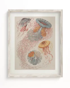 Cognitive Surplus Haeckel Jellyfish Scientific Illustration Museum Print* Wall Art | Marine Biology