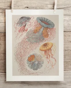 Cognitive Surplus Haeckel Jellyfish Scientific Illustration Museum Print* Wall Art | Marine Biology
