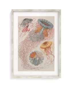 Cognitive Surplus Haeckel Jellyfish Scientific Illustration Museum Print* Wall Art | Marine Biology