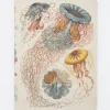 Cognitive Surplus Haeckel Jellyfish Softcover Notebook - Dot Grid* The Experiment | Marine Biology