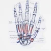 Cognitive Surplus Hand Skeletal Anatomy Sticker* Stickers | Medicine