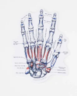Cognitive Surplus Hand Skeletal Anatomy Sticker* Stickers | Medicine