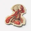 Cognitive Surplus Head Anatomy Magnet* Magnets | Medicine