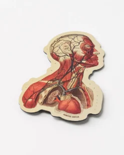 Cognitive Surplus Head Anatomy Magnet* Magnets | Medicine