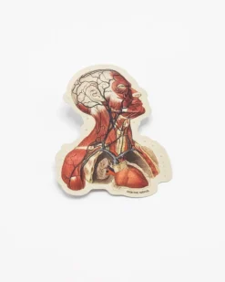 Cognitive Surplus Head Anatomy Sticker* Stickers | Medicine