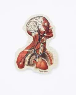 Cognitive Surplus Head Anatomy Sticker* Stickers | Medicine