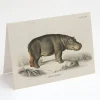 Cognitive Surplus Hippopotamus Greeting Card - Science Stationery | * Greeting Cards | Biology