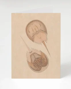 Cognitive Surplus Horseshoe Crab Greeting Card - Marine Biology Card | * Greeting Cards | Biology