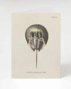 Cognitive Surplus Horseshoe Crab Greeting Card - Marine Biology Card | * Greeting Cards | Biology