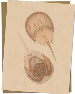 Cognitive Surplus Horseshoe Crab Greeting Card - Marine Biology Card | * Greeting Cards | Biology