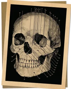 Cognitive Surplus Human Skull Card - Medical Illustration Greeting Card | * Greeting Cards | Medicine