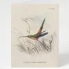 Cognitive Surplus Hummingbird Greeting Card - Pollinator Card | * Greeting Cards | Ornithology