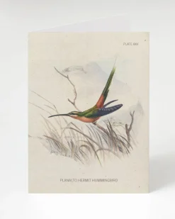 Cognitive Surplus Hummingbird Greeting Card - Pollinator Card | * Greeting Cards | Ornithology