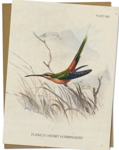 Cognitive Surplus Hummingbird Greeting Card - Pollinator Card | * Greeting Cards | Ornithology