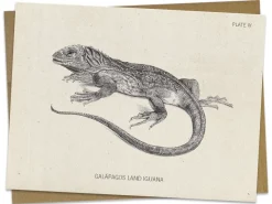 Cognitive Surplus Iguana Greeting Card - Herpetology Stationery | * Greeting Cards | Biology